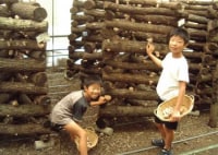 しいたけブラザーズ