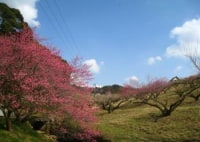 豊岡梅園