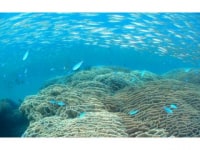 竜串グラスボート