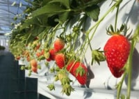 オレゴンファーム