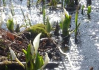 富岡みずばしょう園