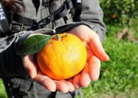 ひなせ諸島 みかん狩り