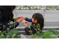 福田ファーム　ベリー畑