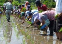 シェア田んぼ　石川農園