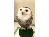 フクロウのみせ(博多店)