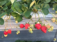 谷口観光いちご園