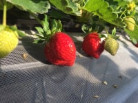 やすこうち農園