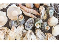 カキの阿部　飛龍丸