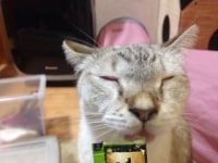 ねこのいるカフェ　小倉猫茶家