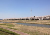 久慈川河川敷の桜並木