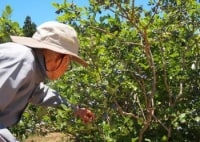 いせさきブルーベリー園