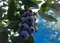 つくばブルーベリーゆうファーム