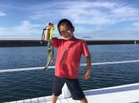 天草観光イルカウォッチング案内所　ドルフィンクルーズ