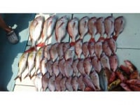 釣り船　海進丸