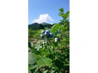 石窯ピザとブルーベリー　ベリージュファーム