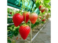 ストロベリーガーデンおぎしま