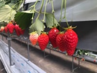 苺の郷 中里農園