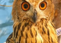 もふもふふれあい動物園(徳島店)