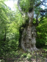 屋久島道の駅観光