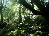 熊さんの屋久島エコ・エコツアー