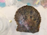 真珠珠だし体験(和珠本真珠専門店)