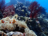 マーヴェラスプレジャーイシガキ