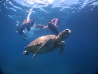 シュノーケルツアー　わ〜ら