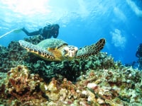 ダイビングサービス　ホワイトツリー