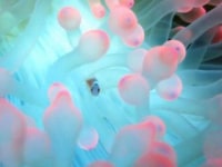 ピリアロハ　ダイビングサービス