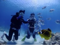 ダイブ　ジャーニー