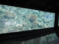 竹富島マリン倶楽部