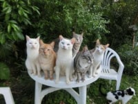 にゃんこのしっぽ♪