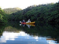 マングローブ・ジャック