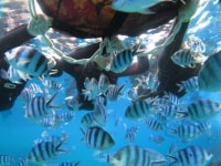 TakeDive　テイクダイブ