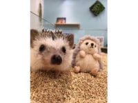 ちくちくカフェnaha