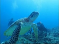 WILD　BLUE　宮古島