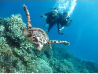 ラフトダイビングサービス