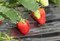 さくだファミリー農園