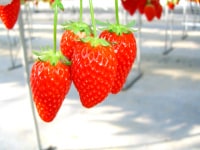 ピーターパンハウス