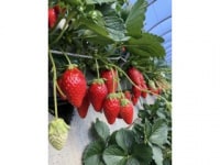 いちごの山内屋