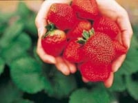 貴志川観光いちご狩り園