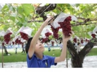 池田観光果樹園