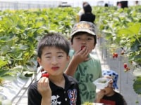 和田観光苺組合