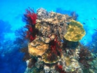 小浜島遊び専門店　mine