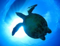 沖縄ダイビングサービス潜水屋