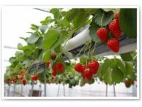 箸荷いちご・ブルーベリー園