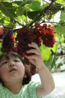 ぶどうやさん西村