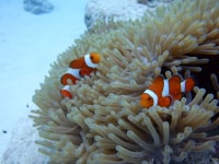 ダイビングショップ　アリオギネ