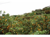 小坂みかん共同農園