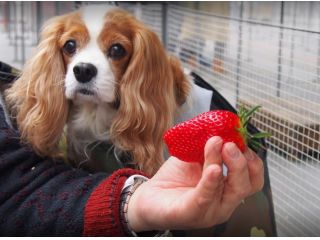 こまざわフルーツファームの写真1